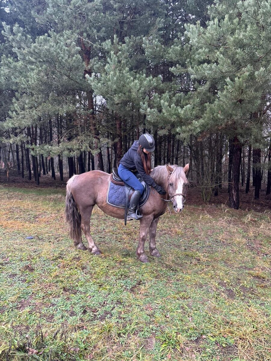 Klisna ponyho typu - 2