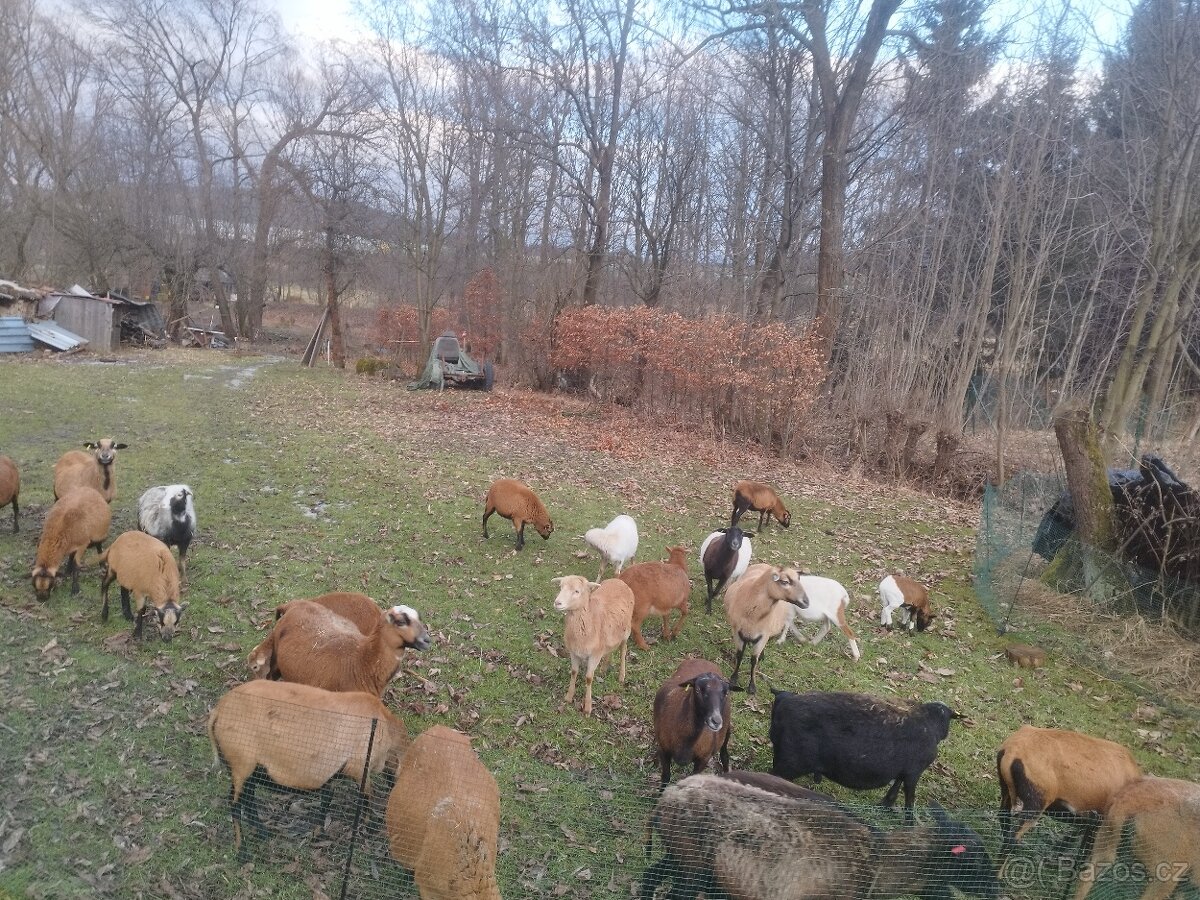 Kamerunské ovce - 2