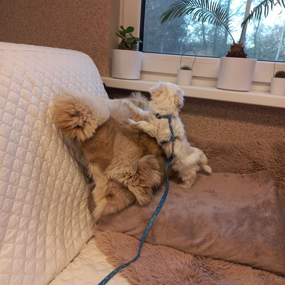 Maltézský psík - maltézáček- pejsek - 2