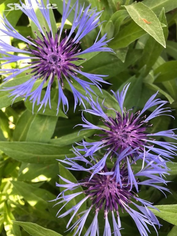 TRVALKY - mladé rostlinky - 2