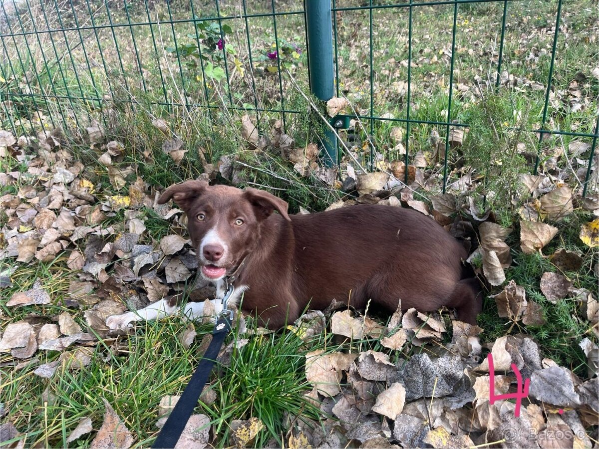 Border kolie bez PP - 2