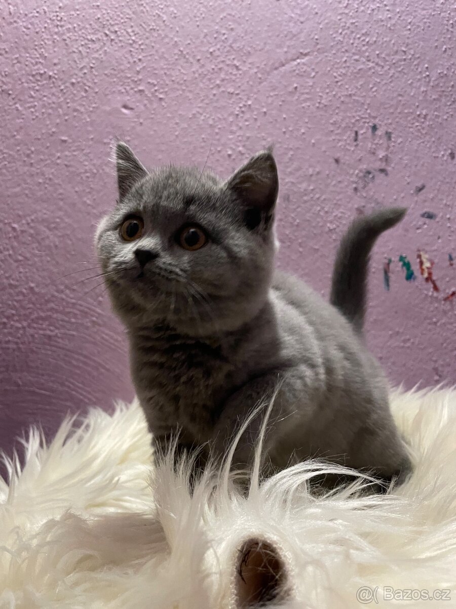Britská modrá krátkosrstá koťata s pp - 2