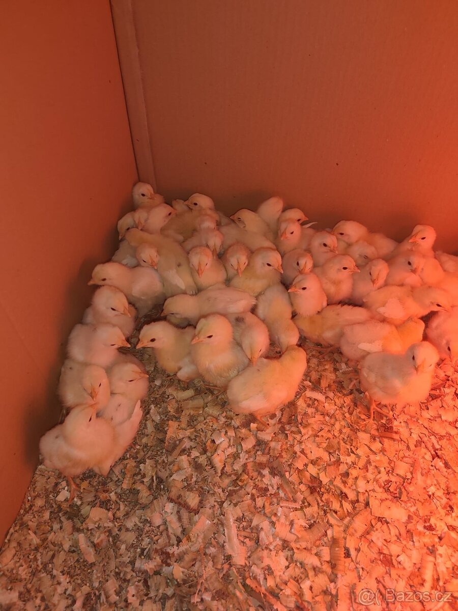 Kuřata - 2