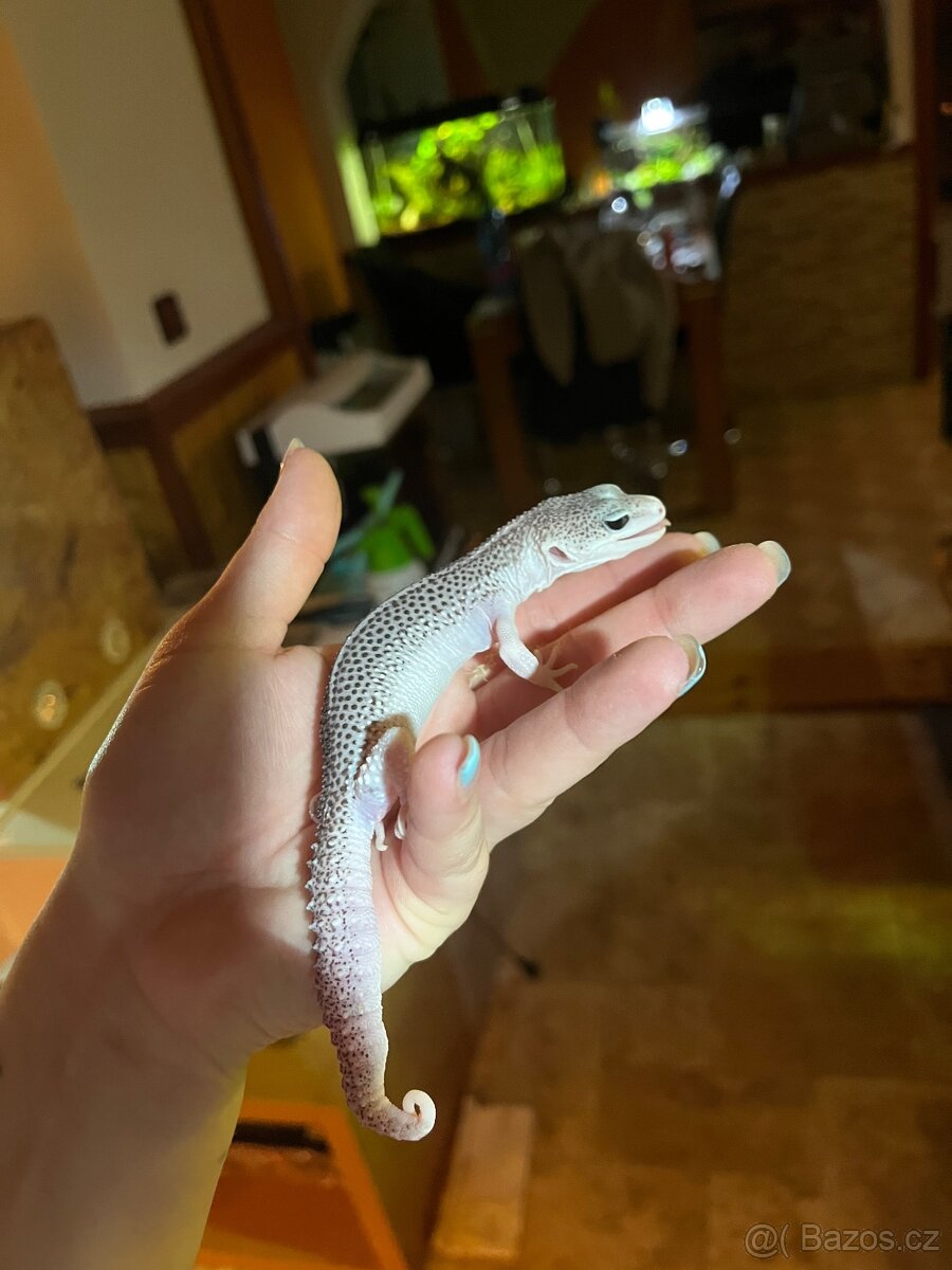 Gekončík noční - 2