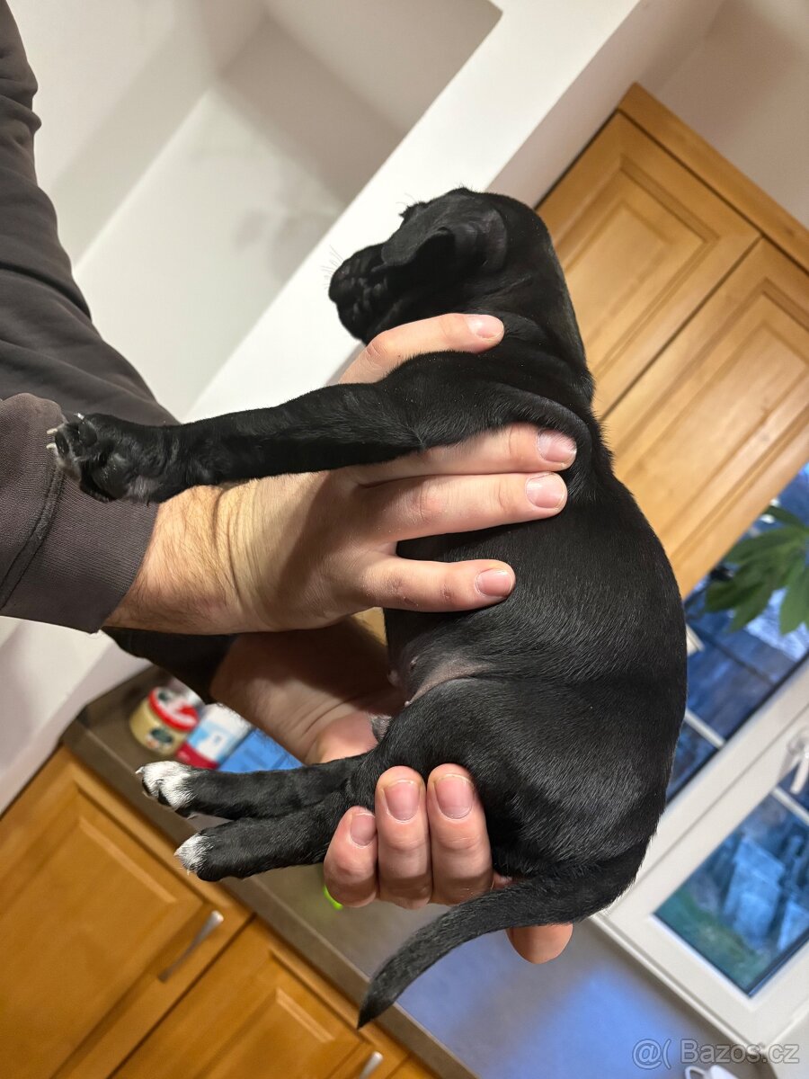 Štěňátko - 2