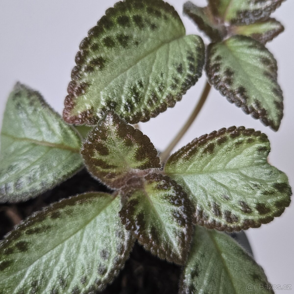 Episcia cupreata sadička - 2