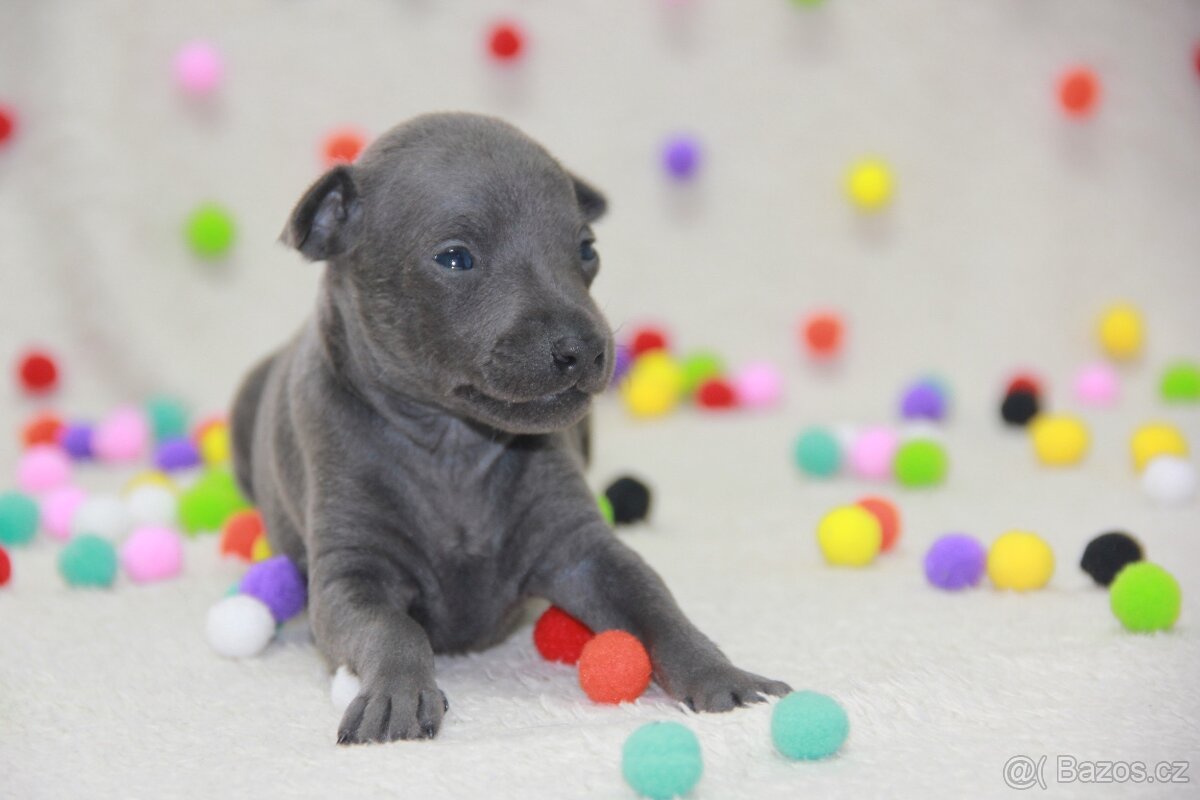 Italský chrtík - 2