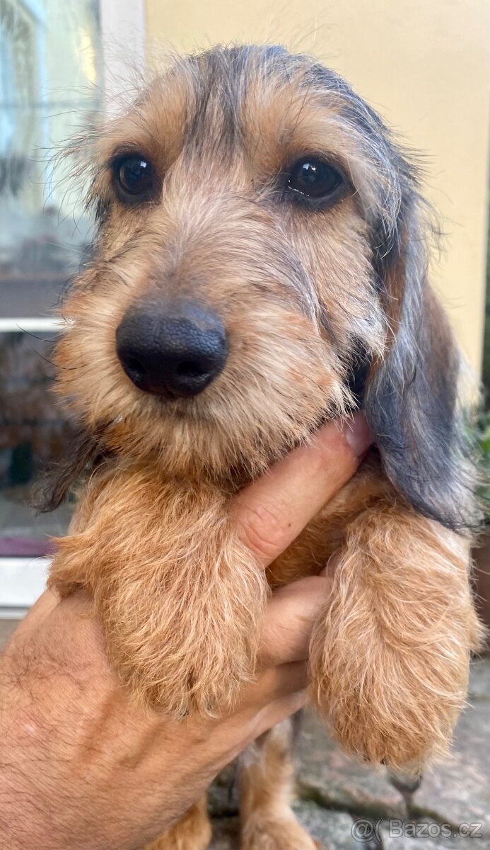 Jezevčík drsnosrstý trpasličí/ králičí - 2