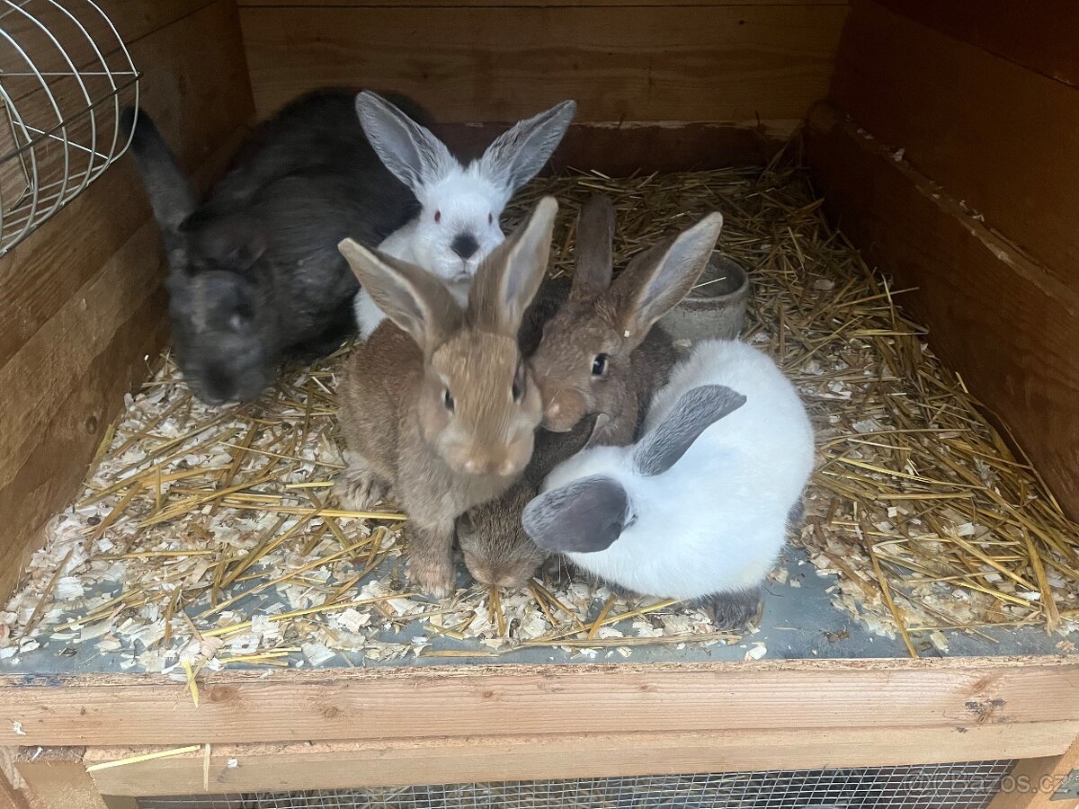 Králíci - 2