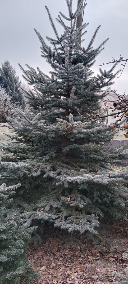 Vánoční stromeček, stromek, strom, smrk pichlavý - 2