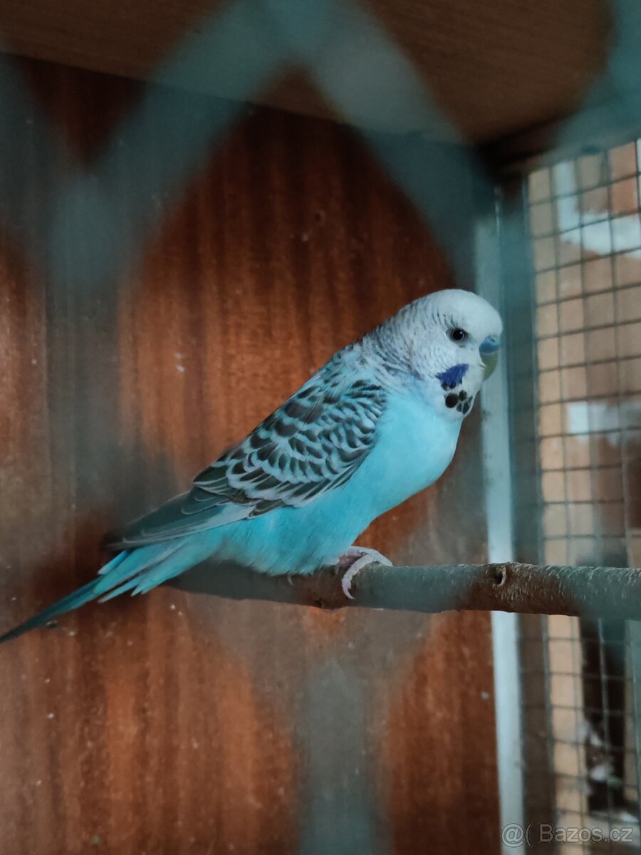 Andulky k prodeji - 2