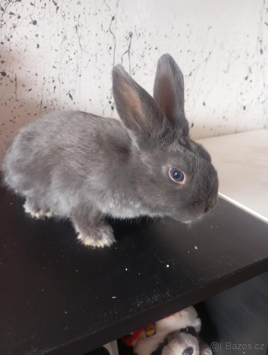 Zakrslí králik - 2