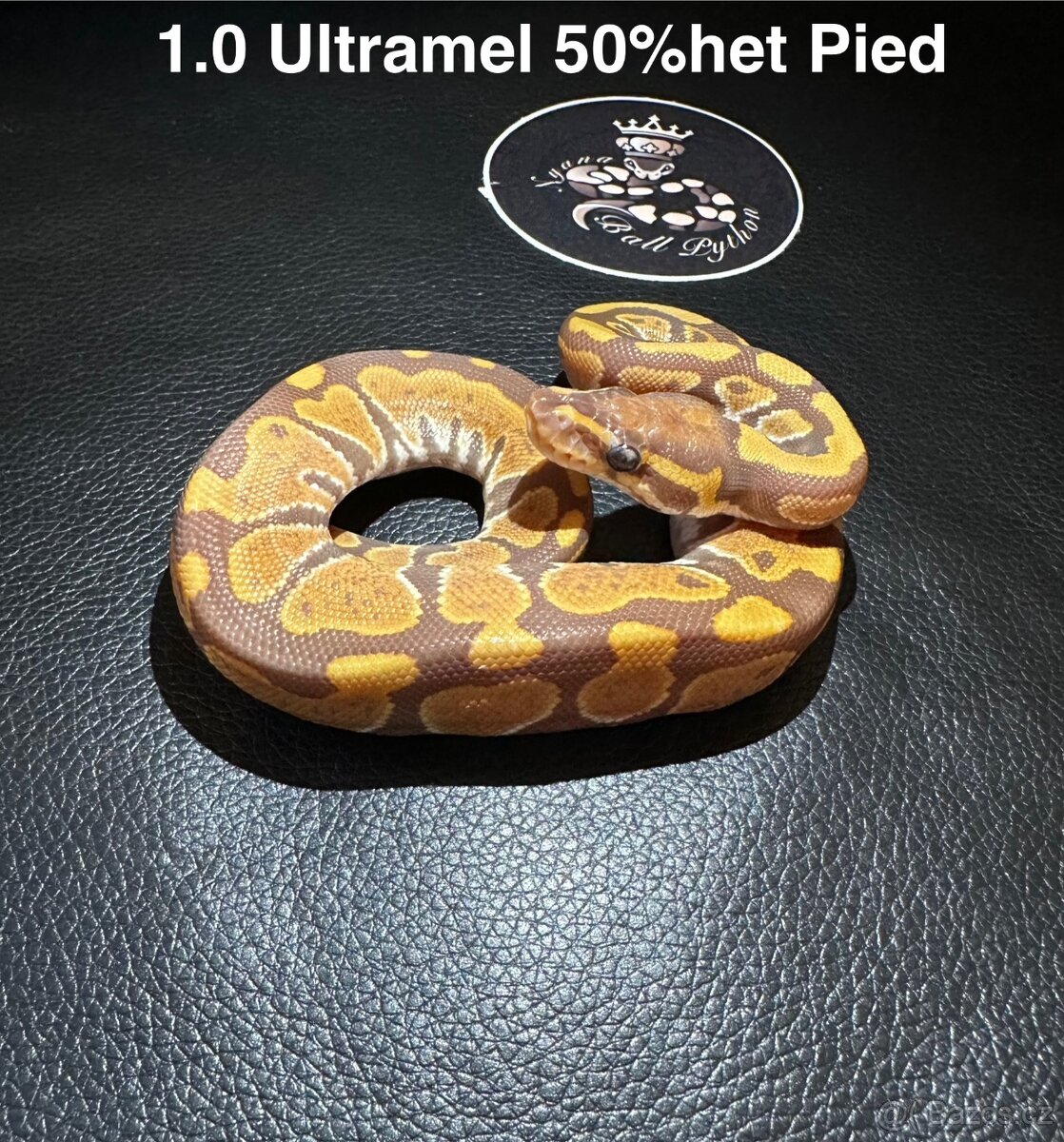 Krajta královská - mláďata 8/2025 - 2