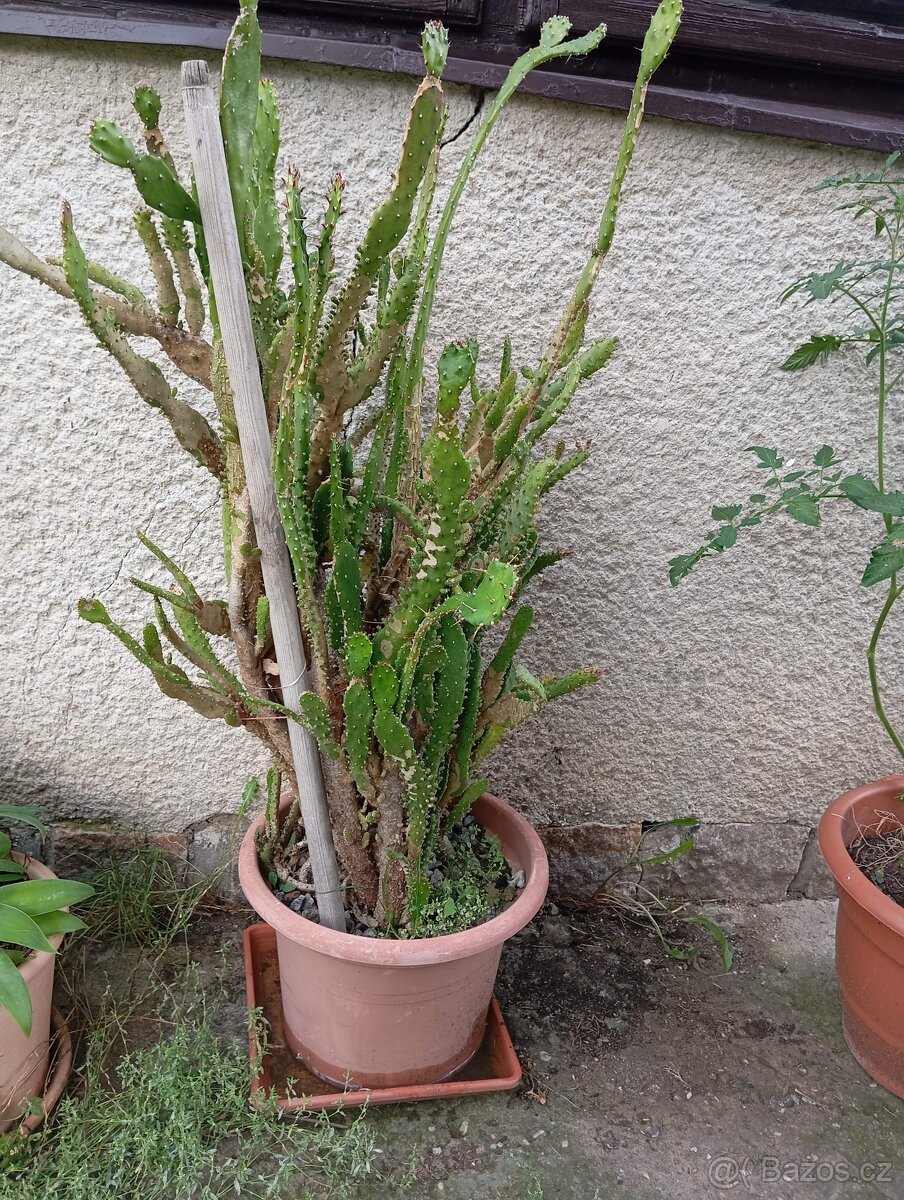 Prodám velký kaktus - 2