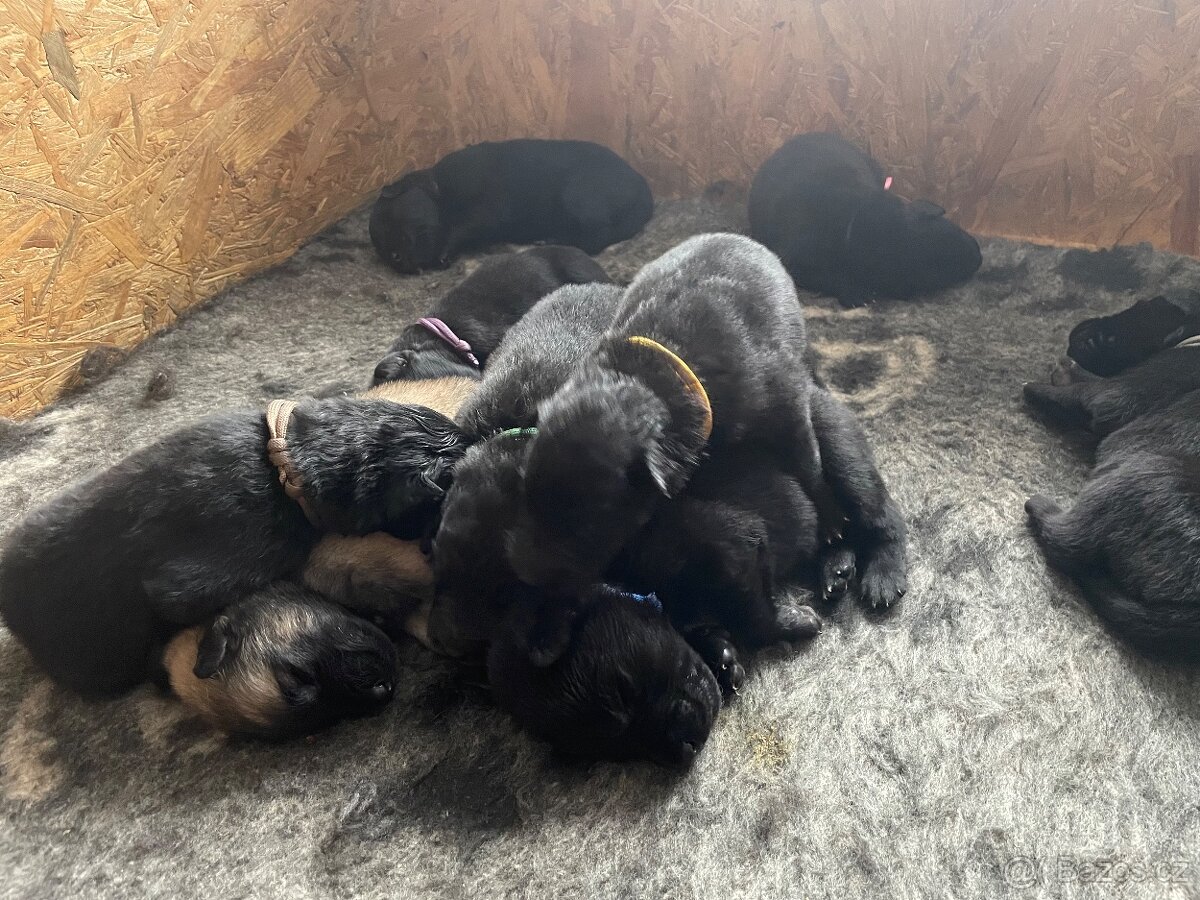 Belgický ovčák groenendael a tervueren s PP - 2