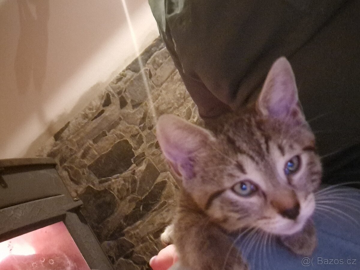 Daruji mourovateho kocourka - 2
