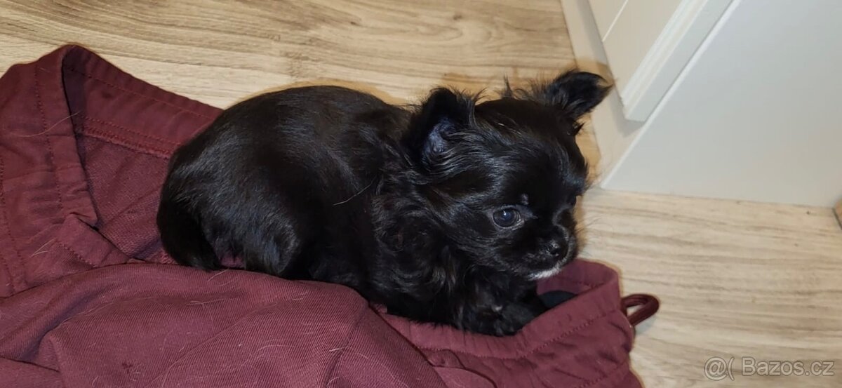 Čivava štěně - 2