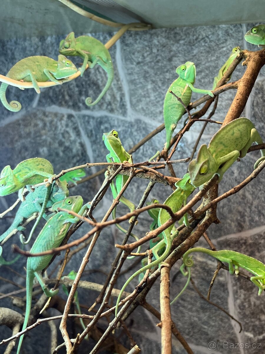 Chameleon jemenský - 2