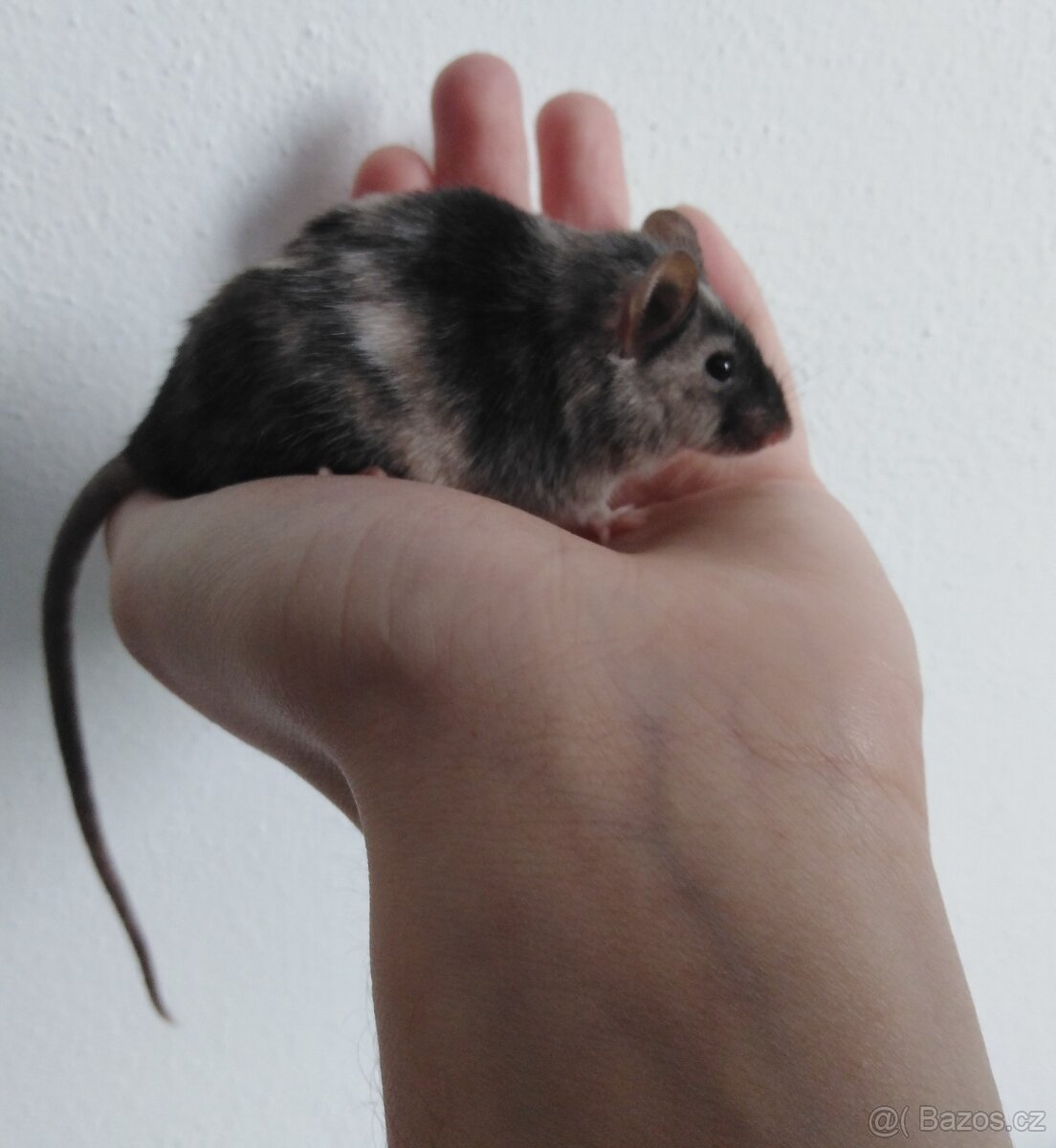 Prodám myšky - 2