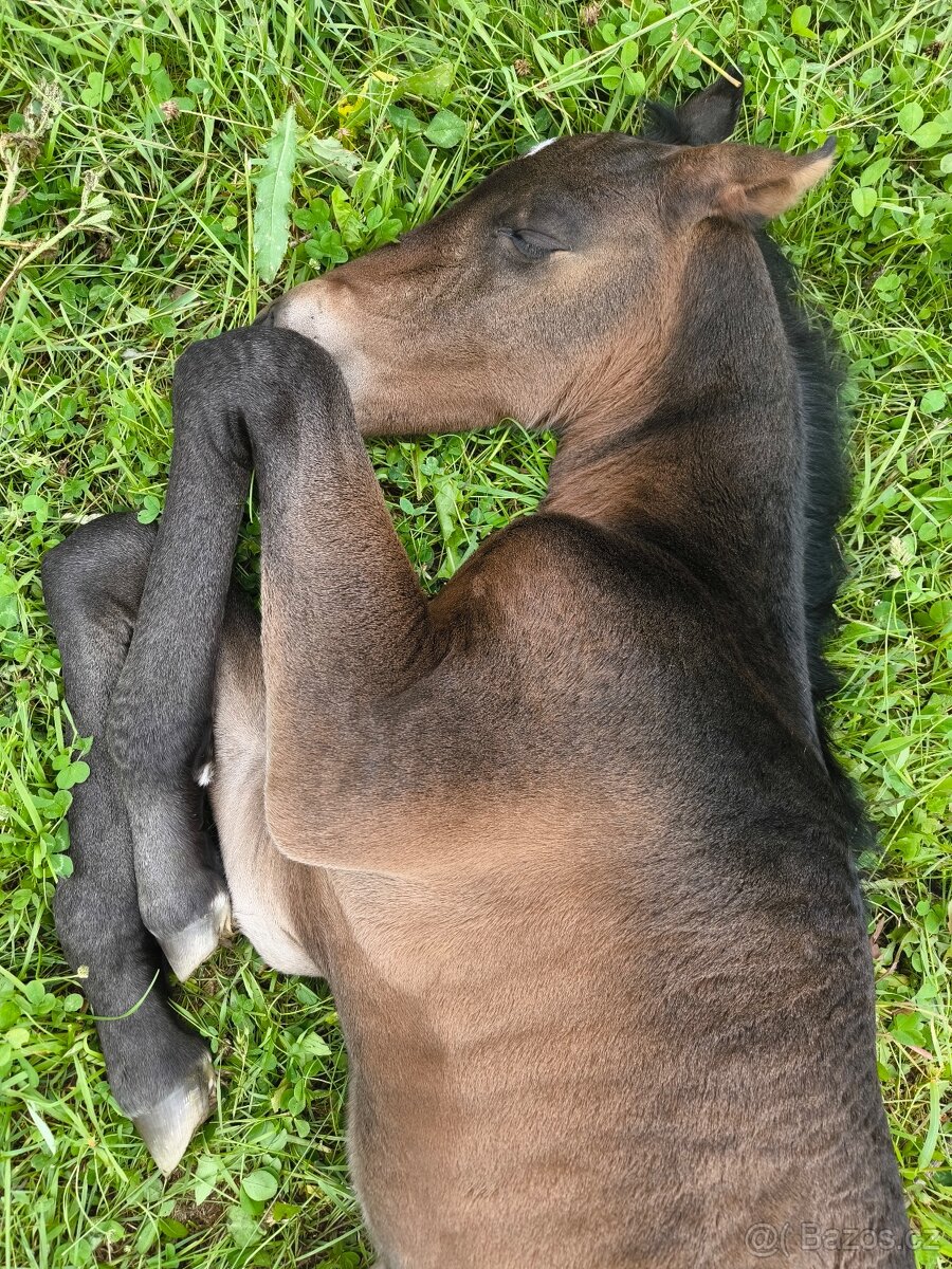 Lusitano hřebeček - 2