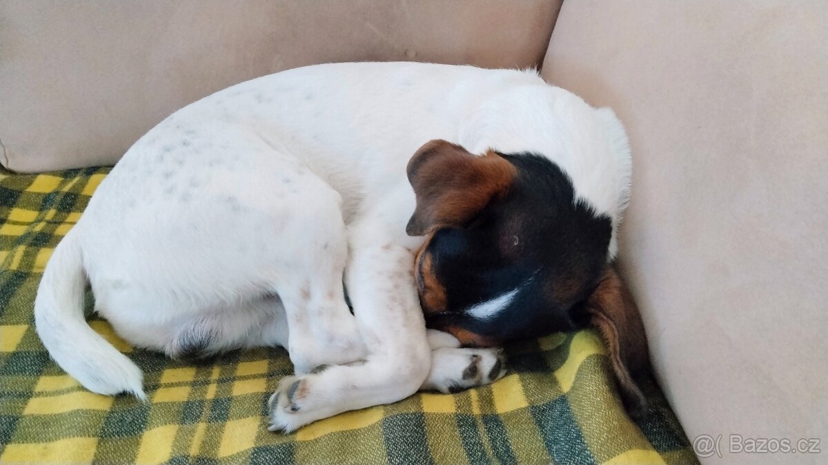 Jack Russell Teriér - krytí - - 2