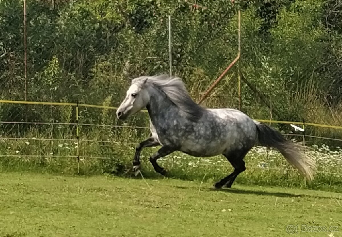 Pony klisna - 2