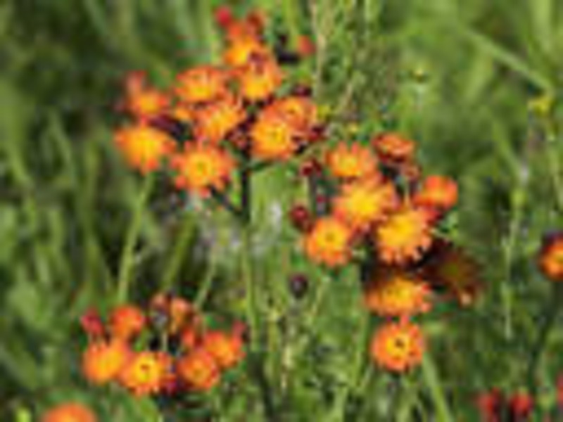 TRVALKY, SKALNIČKY, BYLINKY - 2