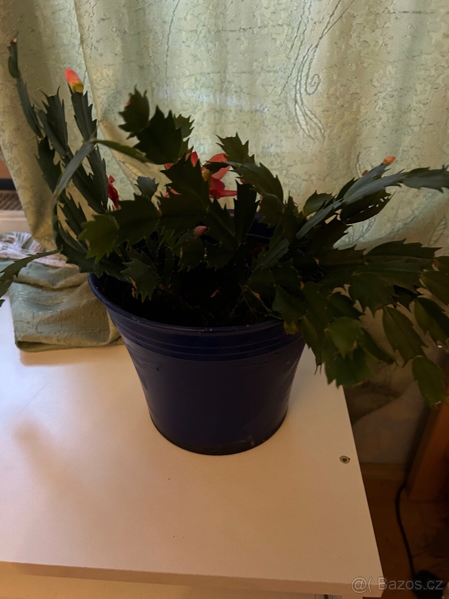Pokojová rostlina - 2