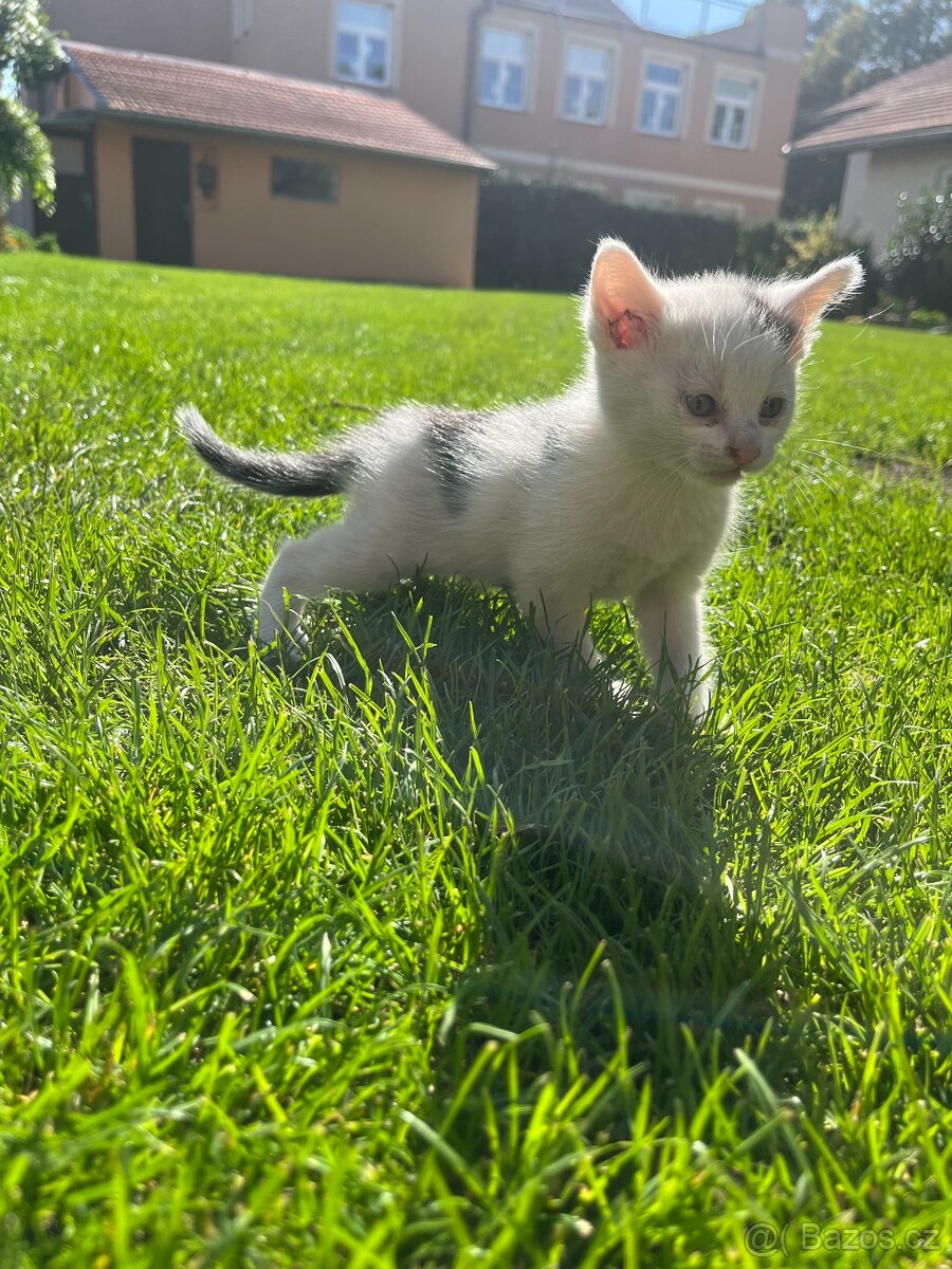 🐱 Roztomilí kocourci k odběru 🐱 - 2