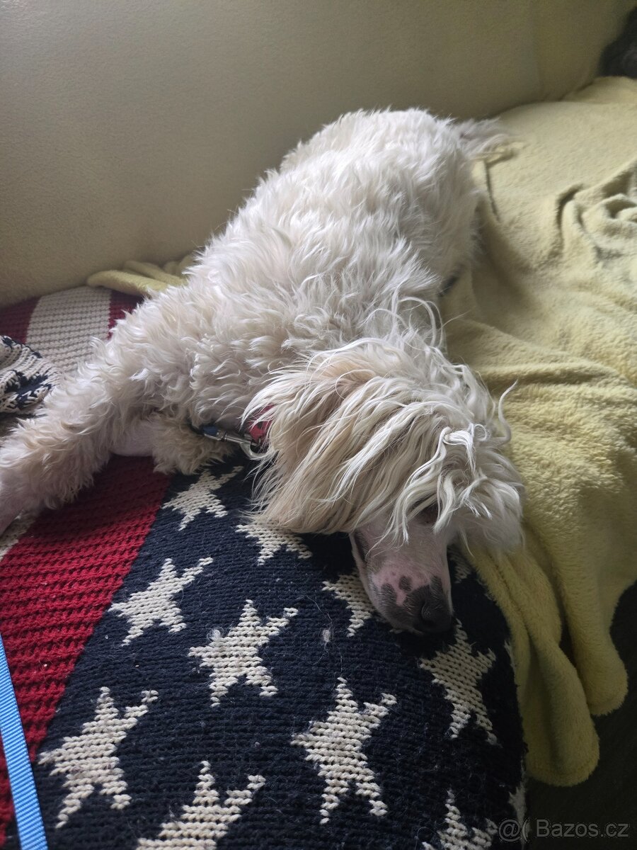 Čínsky chocholatý pes s PP Diego - 2