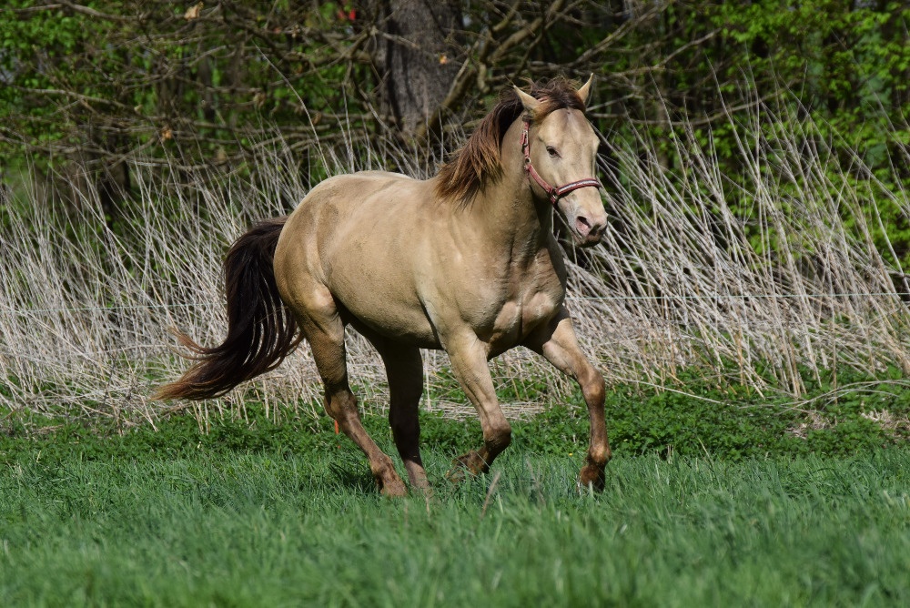 Připouštění AQH plemenným hřebcem Classic Champagne - 2