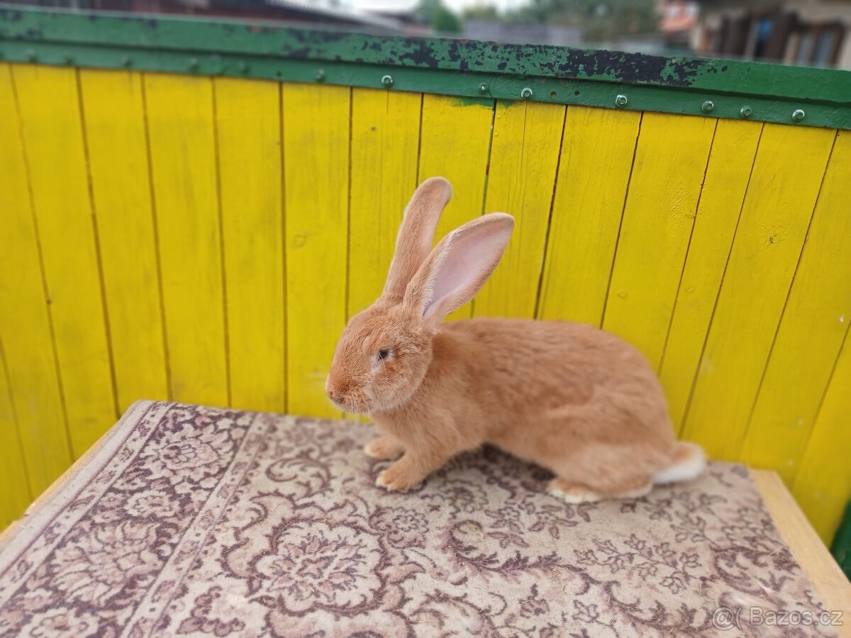 Belgicky obor žltý - 2