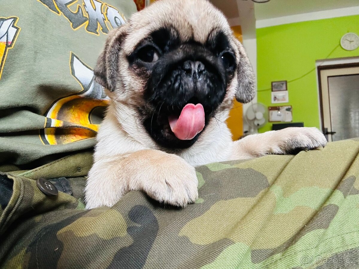 Mops štěňátka s PP k odběru - 2