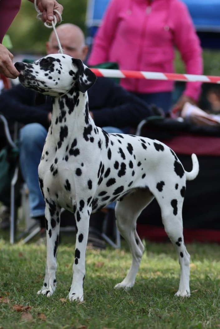 Štěně - dalmatin s PP - 2