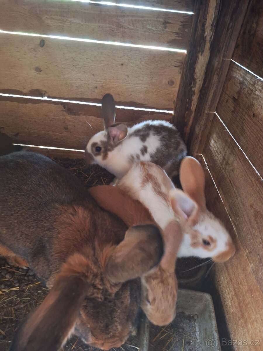 Nabízím králíky na chov - 2