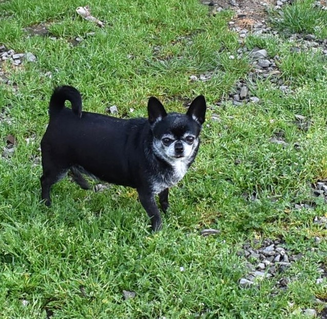 Čivava s pp - fenka - 2