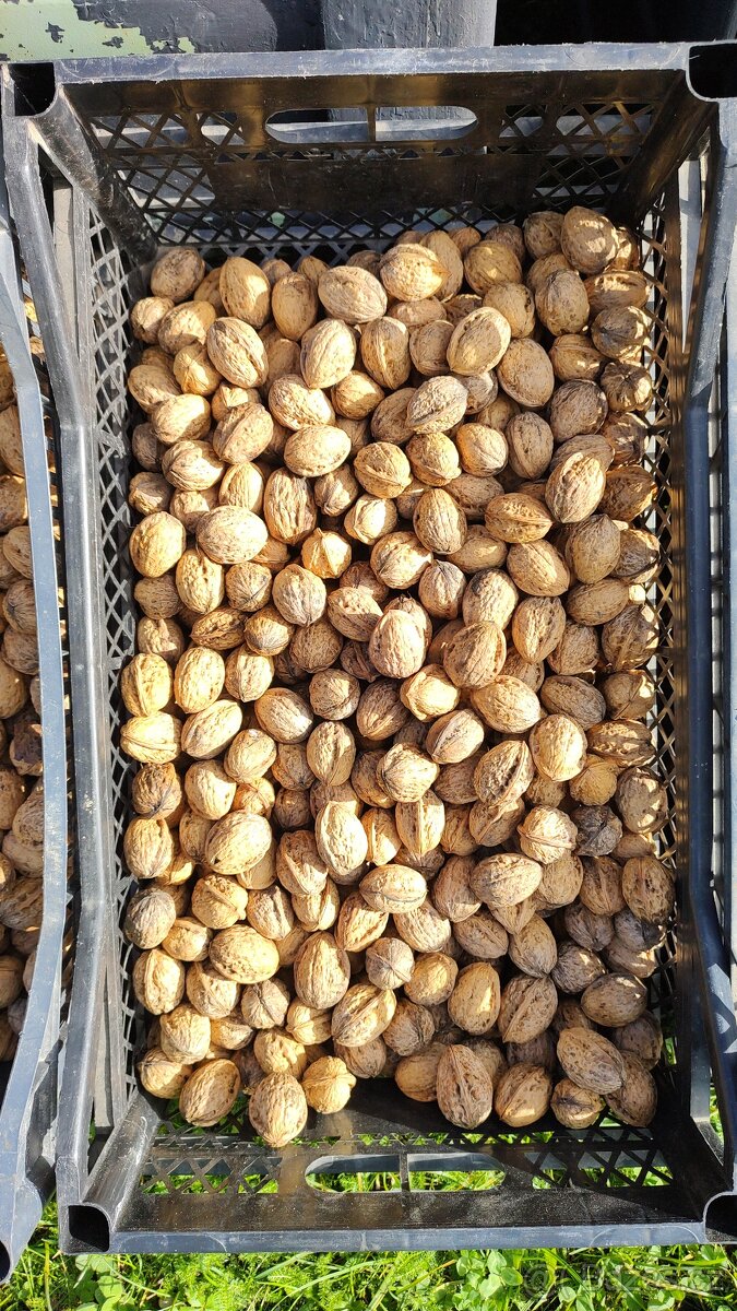 Letošní vlašské ořechy (už jen 3kg) - 2
