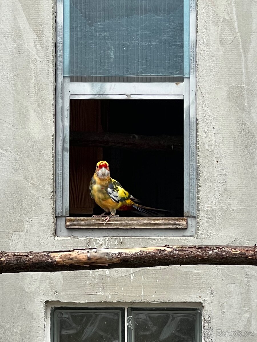 Rosela penant pomeranč - 2