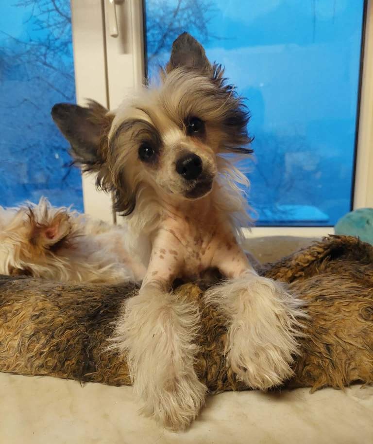 Čínský chocholatý pes - 2