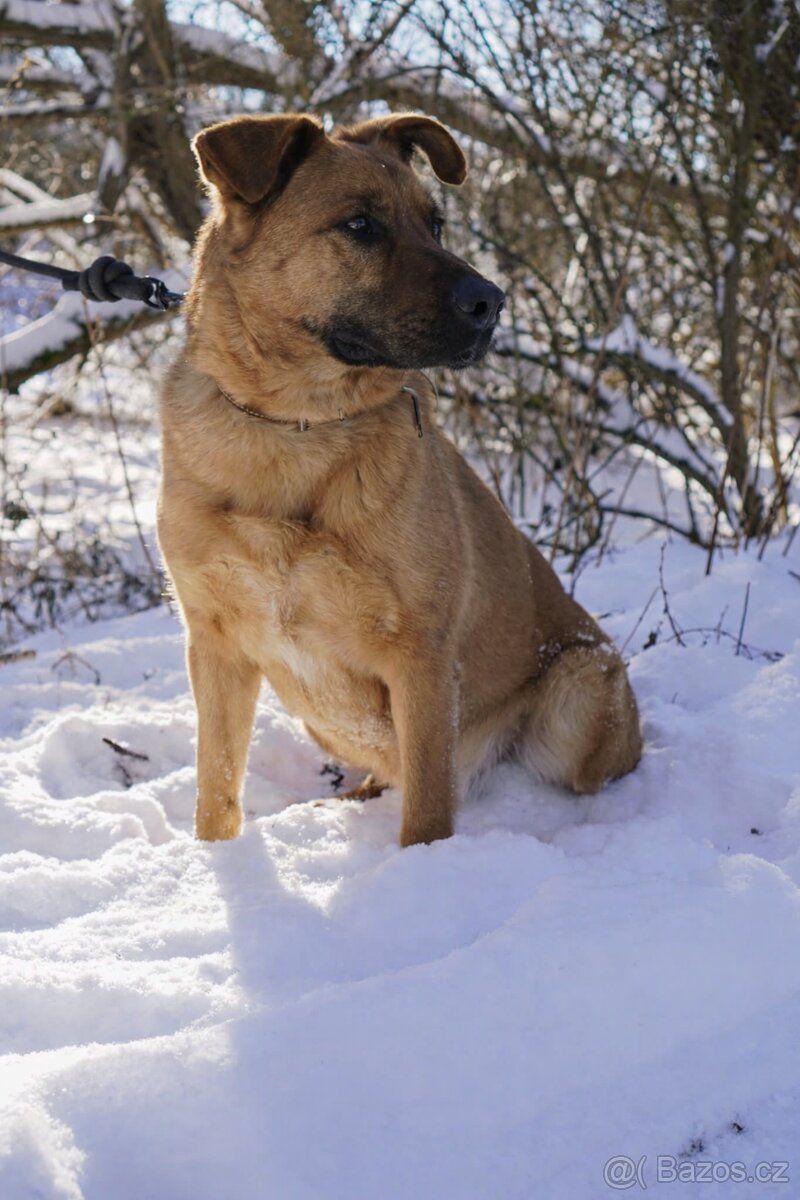 YOGI - kastrovaný psík 4 roky - 2