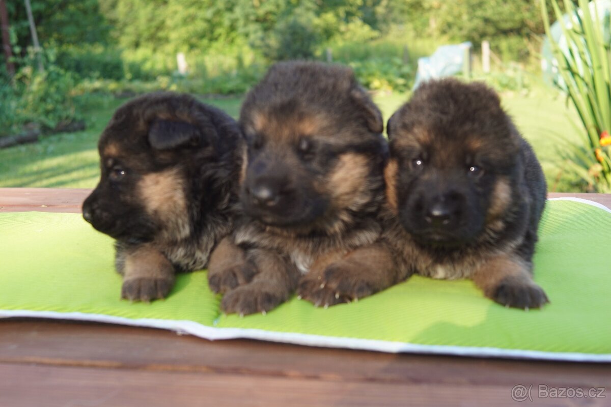 NEMECKY OVCZAK REX - 2