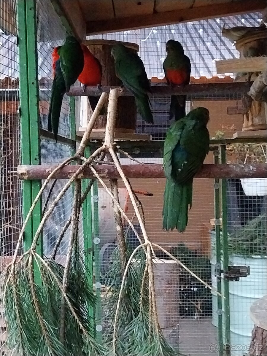 Papoušek královský - 2