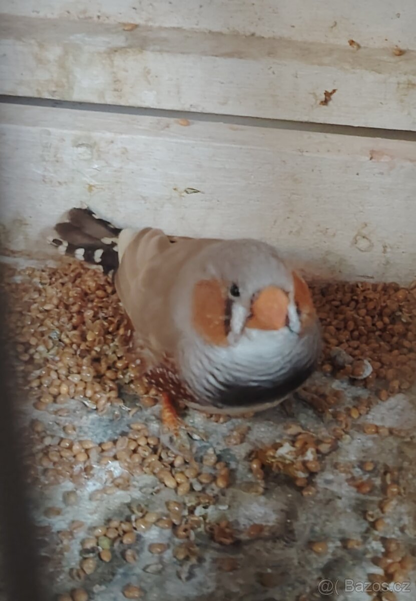 Zebřička pestrá - 2