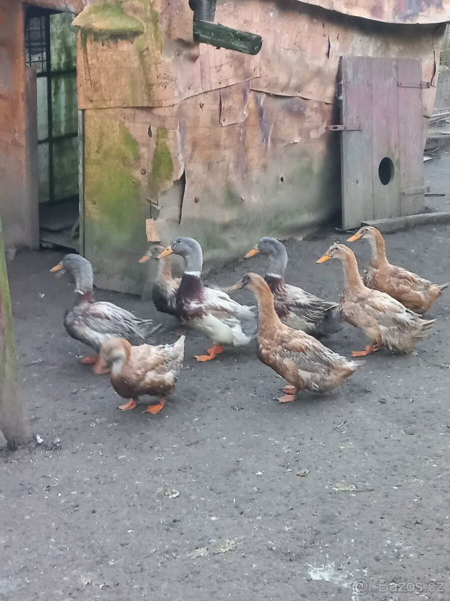 Kachna Saská a čínská - 2