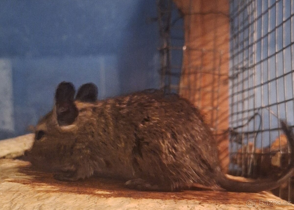 Osmak degu miminko/samec - 2