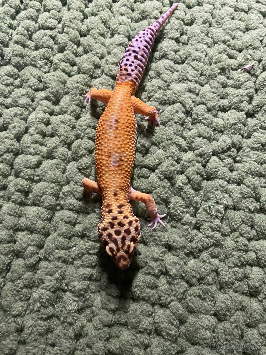 Gekončík noční – samec (symbolická cena) - 2