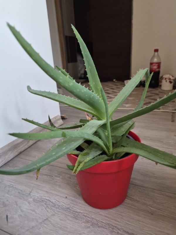 Aloe vera - 2