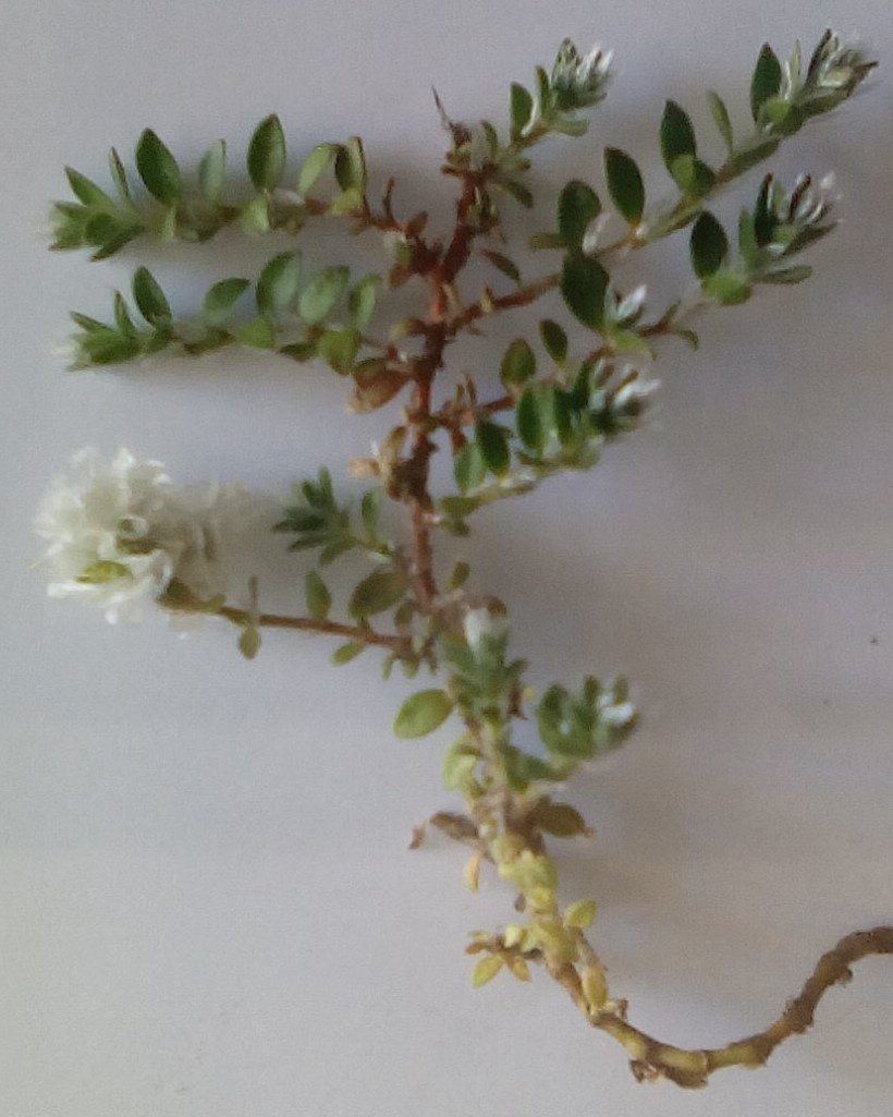 paronychia kapela - 2