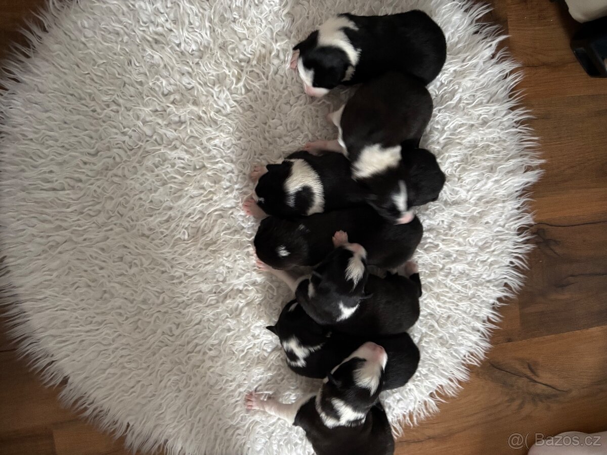 Borderkolie štěňata - 2