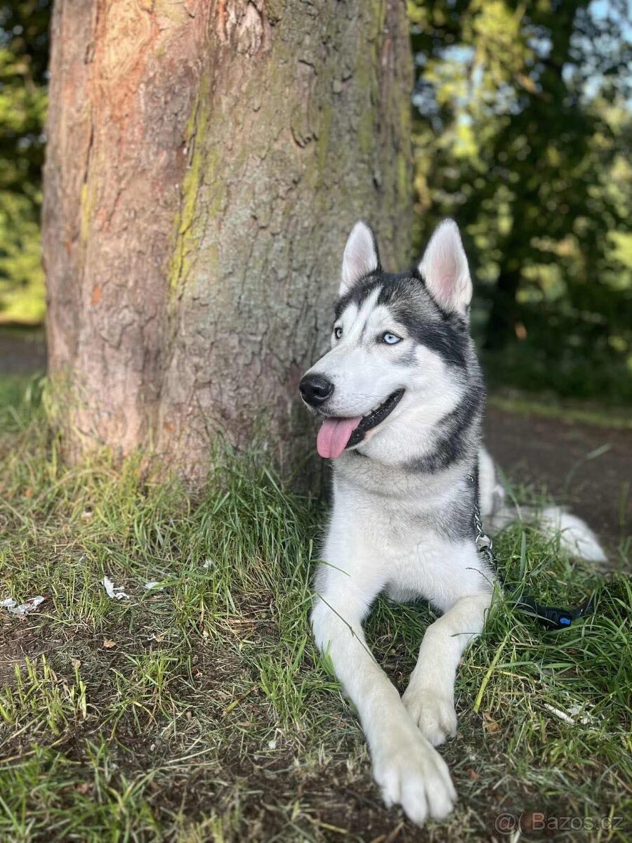 Sibiřský Husky - 2